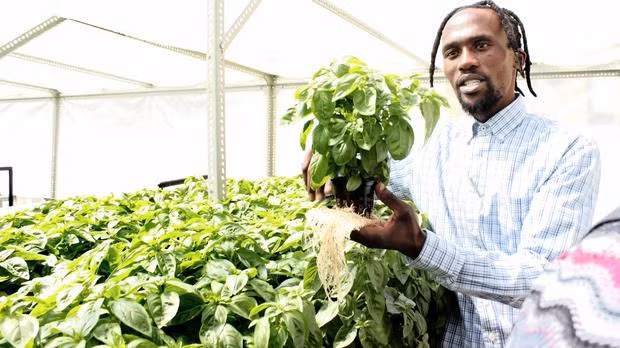 Vườn rau thuỷ canh được hình thành trên mái nhà không cần đất.