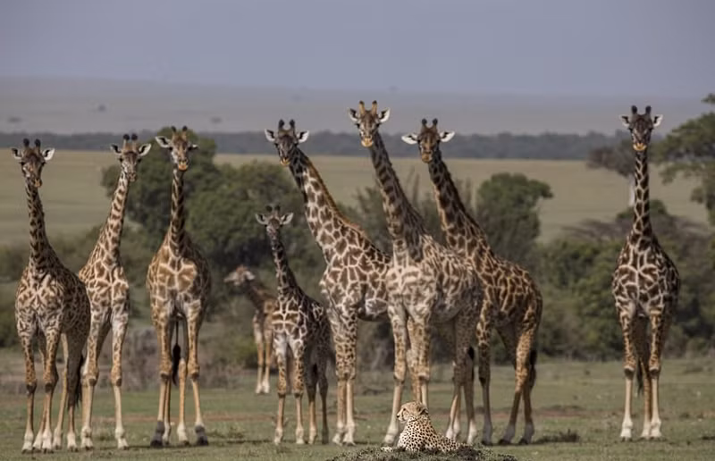 Khi những con hươu cao cổ tiến sát hơn, báo đốm Masera có vẻ hơi hồi hộp, nó nhổm dậy và quan sát, nghe ngóng động thái của đàn hươu cao cổ.