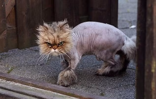 Quá khó chịu vì bị chủ nhân cắt cho kiểu lông chẳng giống ai, chú mèo ném cái nhìn hằn học về phía những người chụp ảnh trước khi ra đường.