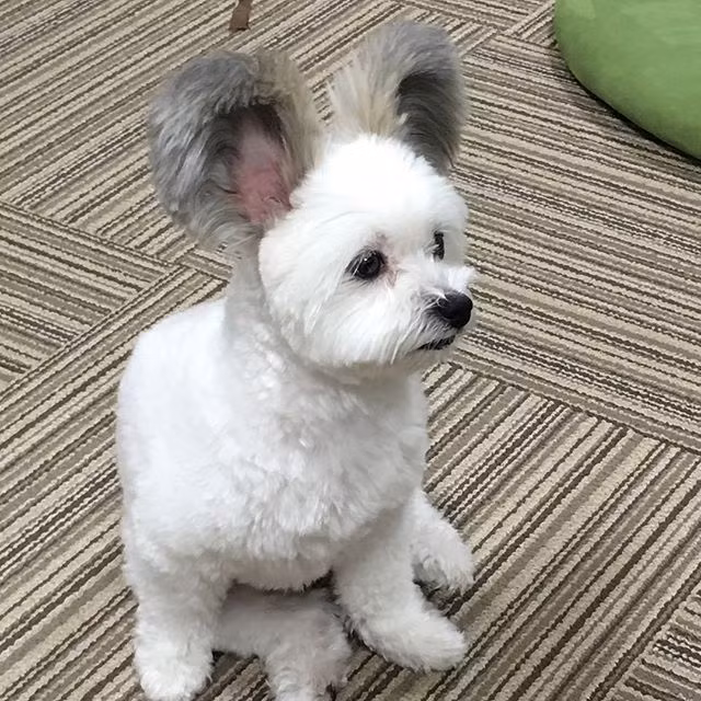 Cũng chính nhờ vậy, Goma có thể khiến cuộc sống của chủ nhân trở nên sống động, vui vẻ hơn rất nhiều.