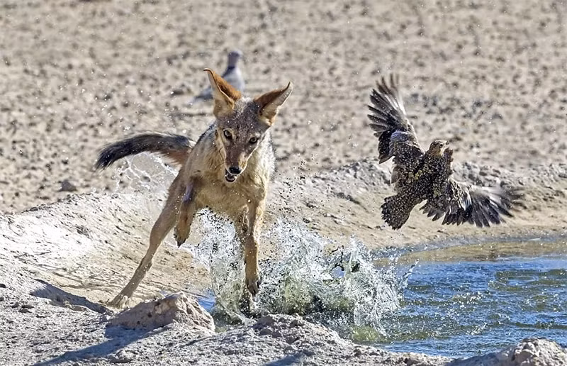 Sức bật của chó rừng tương đối lớn, mỗi lần phi thân lên không trung, đôi mắt của nó rất tập trung, hành động cũng rất mạnh mẽ, mạch lạc. Tuy nhiên, lần này chó rừng đã chậm một nhịp, khi chạm đất, trong hàm nó chỉ có một nắm lông chim bồ câu.