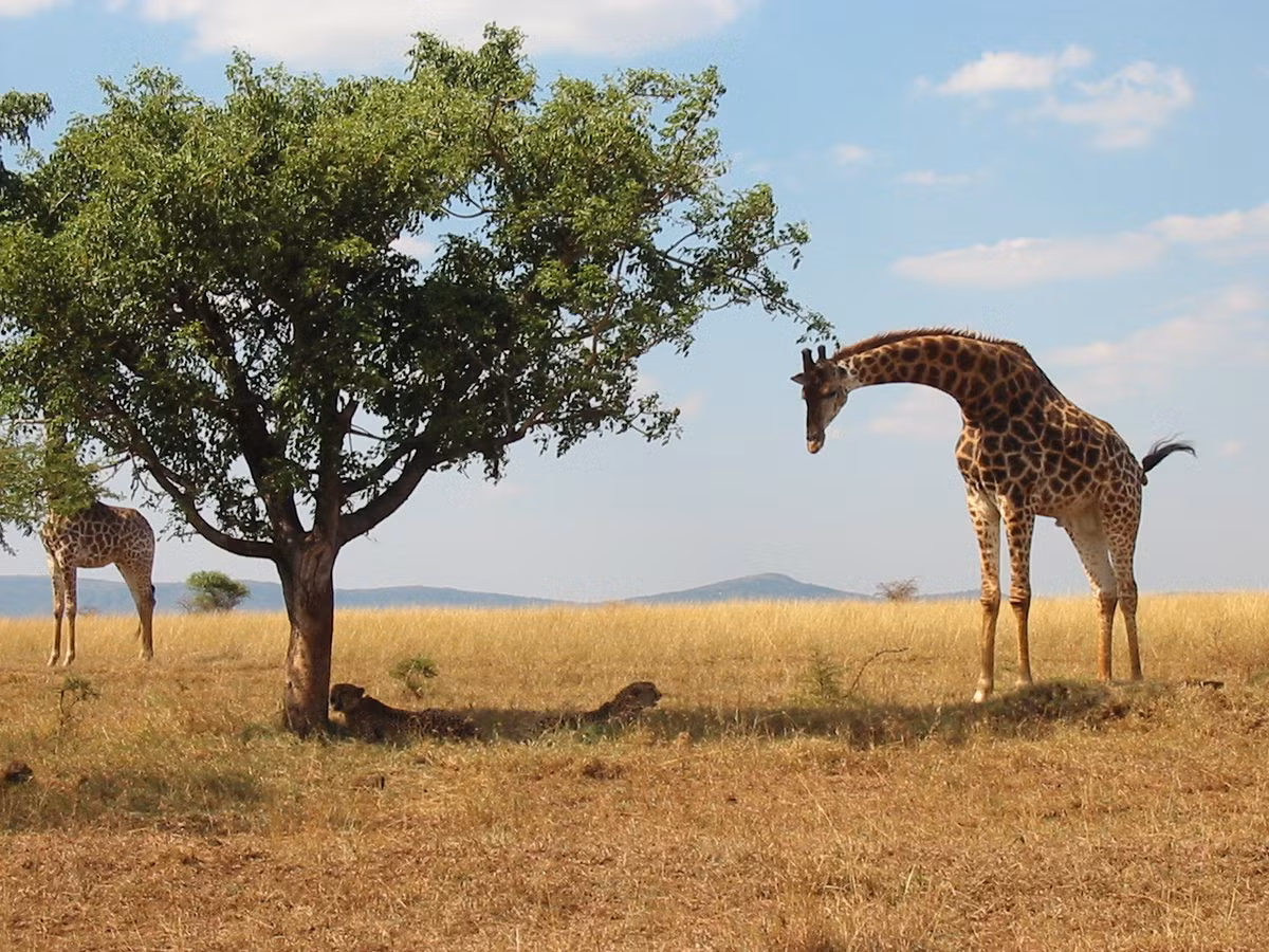 Vì thế, cả hươu cao cổ và báo đốm đều rất khôn ngoan, lựa chọn hòa bình thay vì chiến tranh, cùng giúp nhau sống lâu hơn được chút nào hay chút ấy.