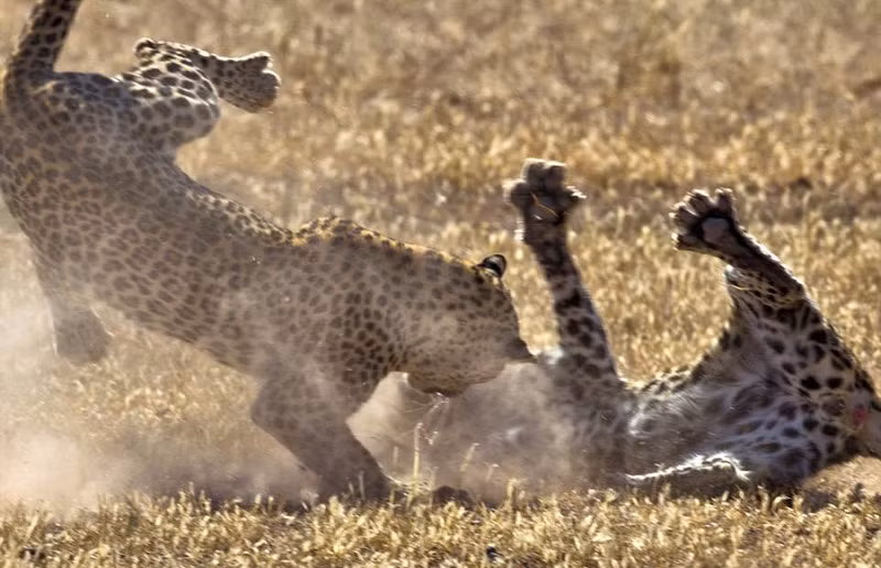 Mặc dù nhìn chúng chiến đấu rất khốc liệt thế nhưng cả hai dường như không muốn đối phương phải chết.