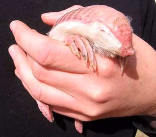 Rất nhiều người nghĩ rằng loài động vật này dễ thương, muốn mang nó về nuôi như thú cưng.