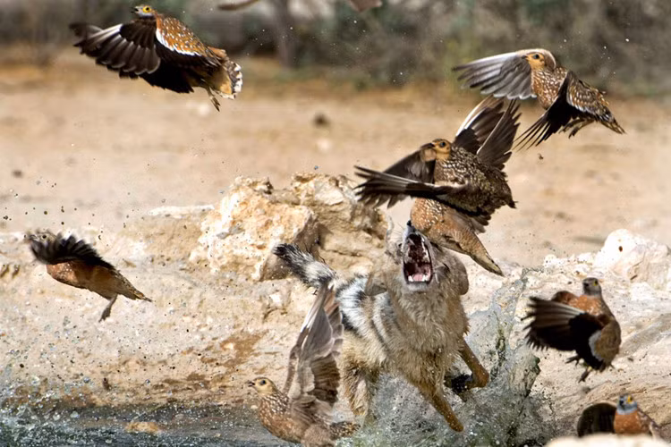 Hơn nữa, nhờ có lợi thế bay lượn được trên bầu trời, những con chim bồ câu thường sẽ trốn thoát khỏi nanh vuốt của chó rừng một cách ngoạn mục.