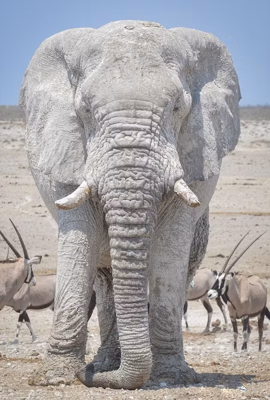 Chúng chỉ là những con voi vừa "tắm trắng" dưới bùn mà thôi.