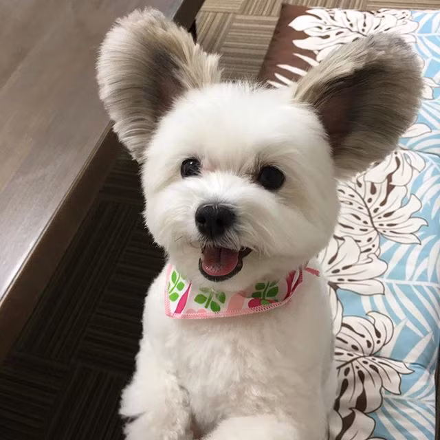 Hiện, chỉ tính riêng trên trang Instagram cá nhân, Goma sở hữu tới hơn 34.000 người hâm mộ, đáng nói con số này vẫn đang tăng rất nhanh nhờ những hình ảnh được lan truyền ngày một nhiều của Goma.