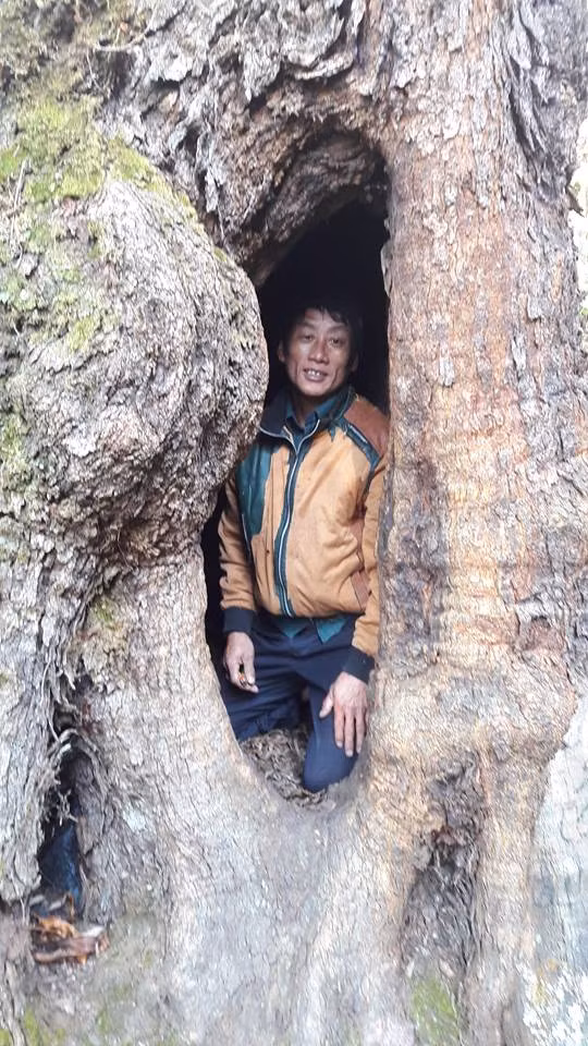 Thợ đi rừng coi gốc dẻ coi ô trống ở gốc dẻ thành nơi nghỉ ngơi an toàn.