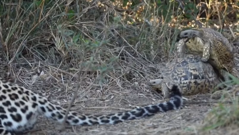 Không chỉ thế, càng "yêu" càng mãnh liệt, cặp rùa quên hết tất cả, càng lúc càng tiến sát lại gần báo hoa mai, phát ra những âm thanh đặc trưng của tình yêu đôi lứa.
