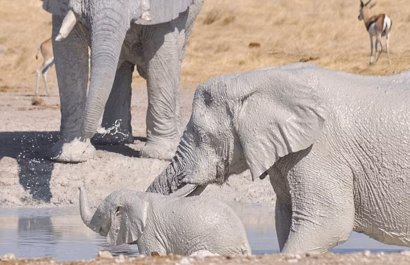 Mới đây, nữ nhiếp ảnh gia động vật hoang dã Anja Denker trong khi đi du lịch tại vườn Quốc gia Etosha ở Châu Phi, vô tình phát hiện một đàn voi trắng bất thường.