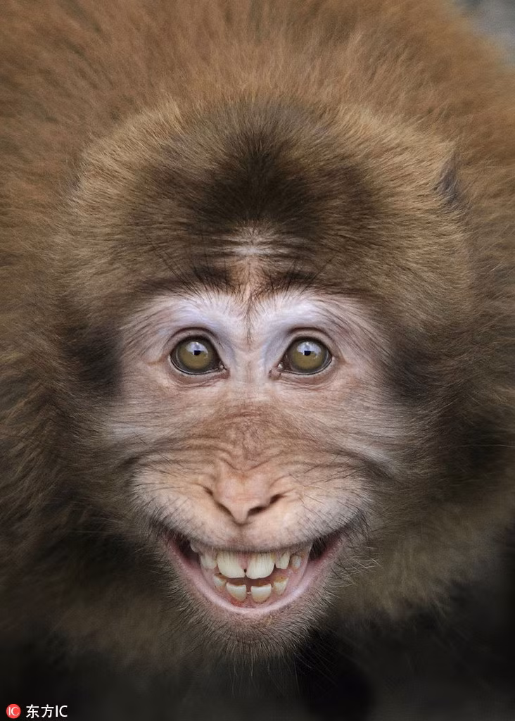 Ánh mắt sáng ngời cùng nụ cười tỏa nắng khiến chú khỉ ghi điểm mạnh với nhiếp ảnh gia.
