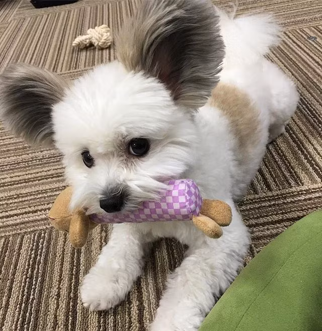 Chú chó cưng Goma hiện đang sống cùng với chủ nhân mình ở thành phố Tokyo, Nhật Bản.