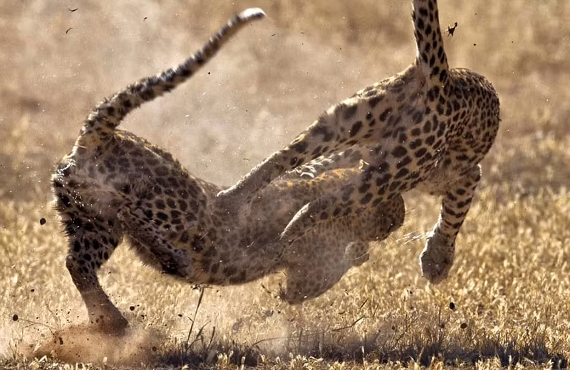 Theo thông tin đăng tải, hai con báo đốm cái kịch chiến là do tranh chấp lãnh thổ.