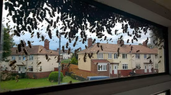 Anh cũng không nghe theo một số lời khuyên thiếu suy nghĩ, dùng vợt tennis để chiến đấu với bầy ong. Jacklikecrazy92 quyết định, sẽ gọi điện cho các chuyên gia và người nuôi ong đến xử lý.