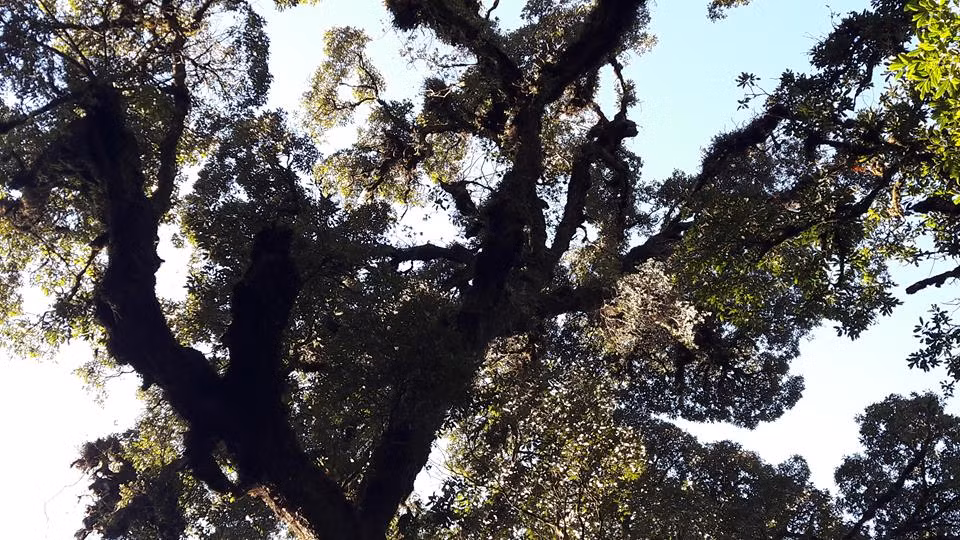 Tán dẻ xòe rộng như một cái ô giữa trời.