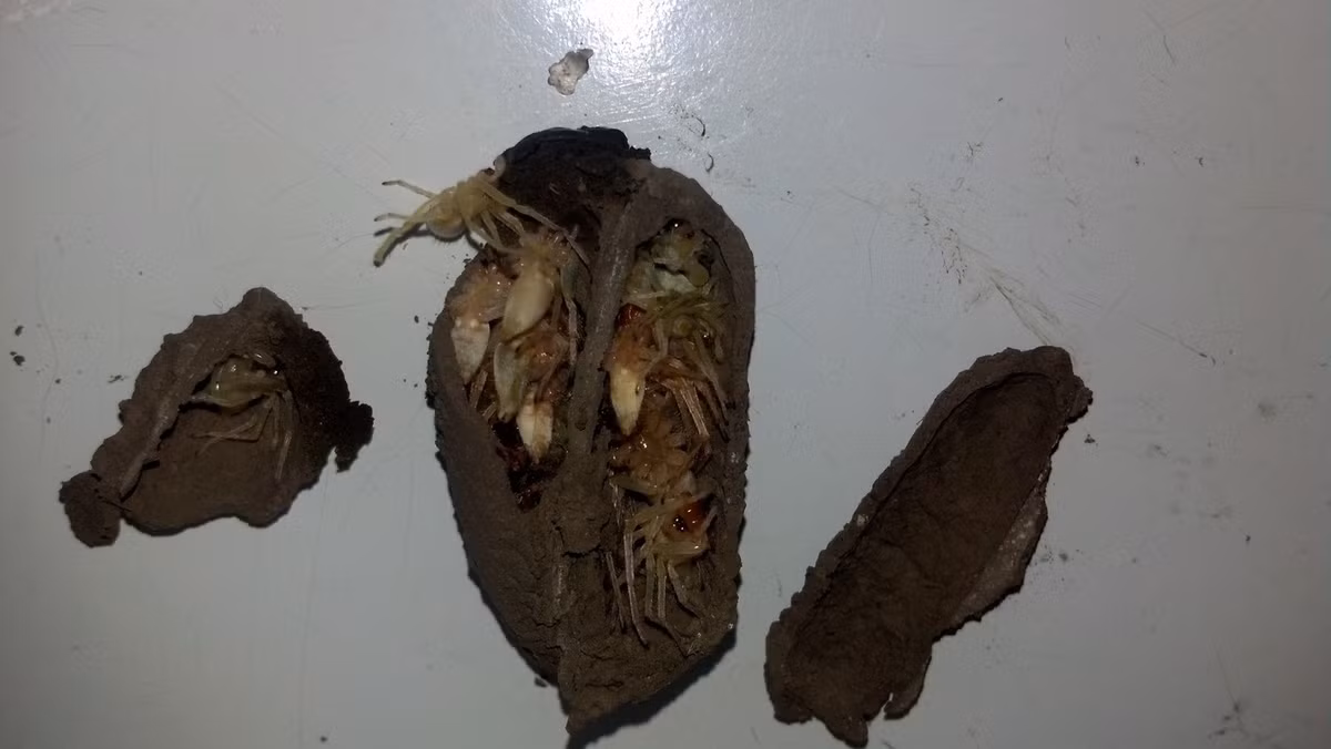 Anh tự hỏi mình: "Đây là thứ kỳ quái gì vậy?" và quyết định đập vỡ bọc đất kỳ lạ này.