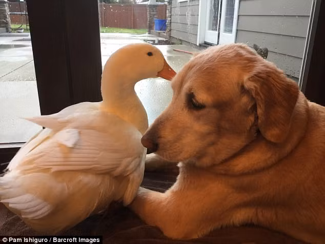 Nhưng Barclay và Rudy qua vài lần "đấu đá" đã trở nên thân thuộc, cũng kết bạn với nhau.