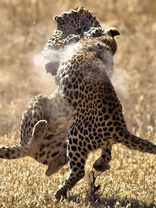 Đặc biệt, đây không phải lần đầu tiên hai con báo đốm cái này kịch chiến để tranh giành lãnh thổ. Đây đã là lần thứ hai chúng quyết định dùng bạo lực để nói chuyện phải trái.