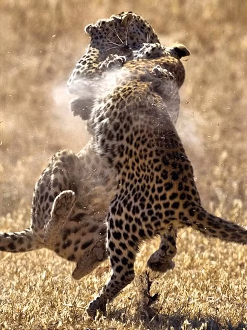 Đặc biệt, đây không phải lần đầu tiên hai con báo đốm cái này kịch chiến để tranh giành lãnh thổ. Đây đã là lần thứ hai chúng quyết định dùng bạo lực để nói chuyện phải trái.