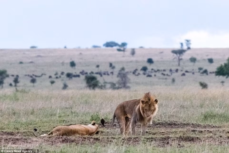 Cuối cùng, sư tử đực lủi thủi bỏ đi.