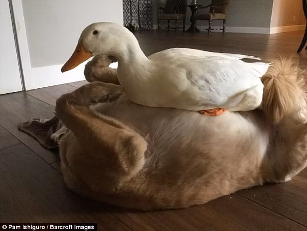 Cô vịt Rudy rất ghét Barclay ăn vụng thức ăn của mình. Vài lần, cả hai xảy ra tranh chấp.