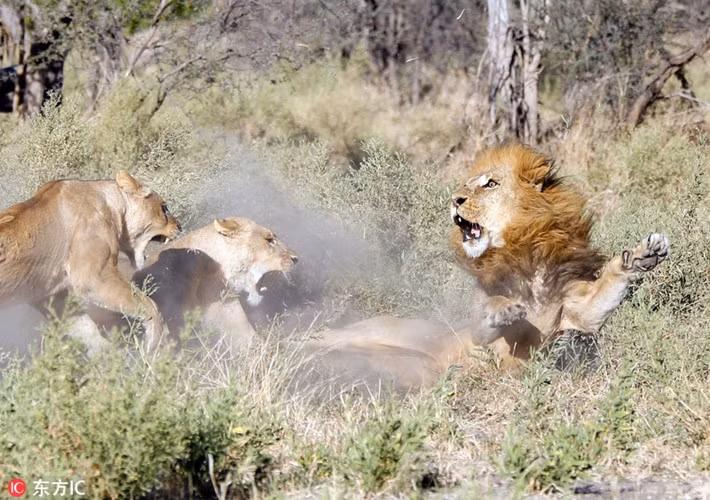 Ở khu vực Gomoti, châu Phi, một sư tử đực bỏ nhà đi bụi, ngỡ rằng khi về đàn sẽ được chào đón nồng nhiệt. Chẳng ngờ khi quay về, nó bị dàn "hậu cung" đánh đuổi không thương tiếc.