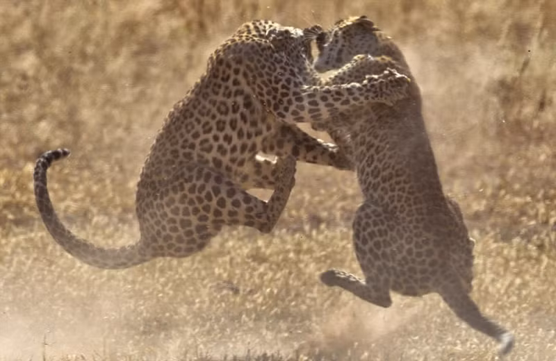 Theo nhiếp ảnh gia, hai con báo đốm cái này được đặt tên là Tsamma và Miera, có năng lực và thể trọng tương đương nhau.