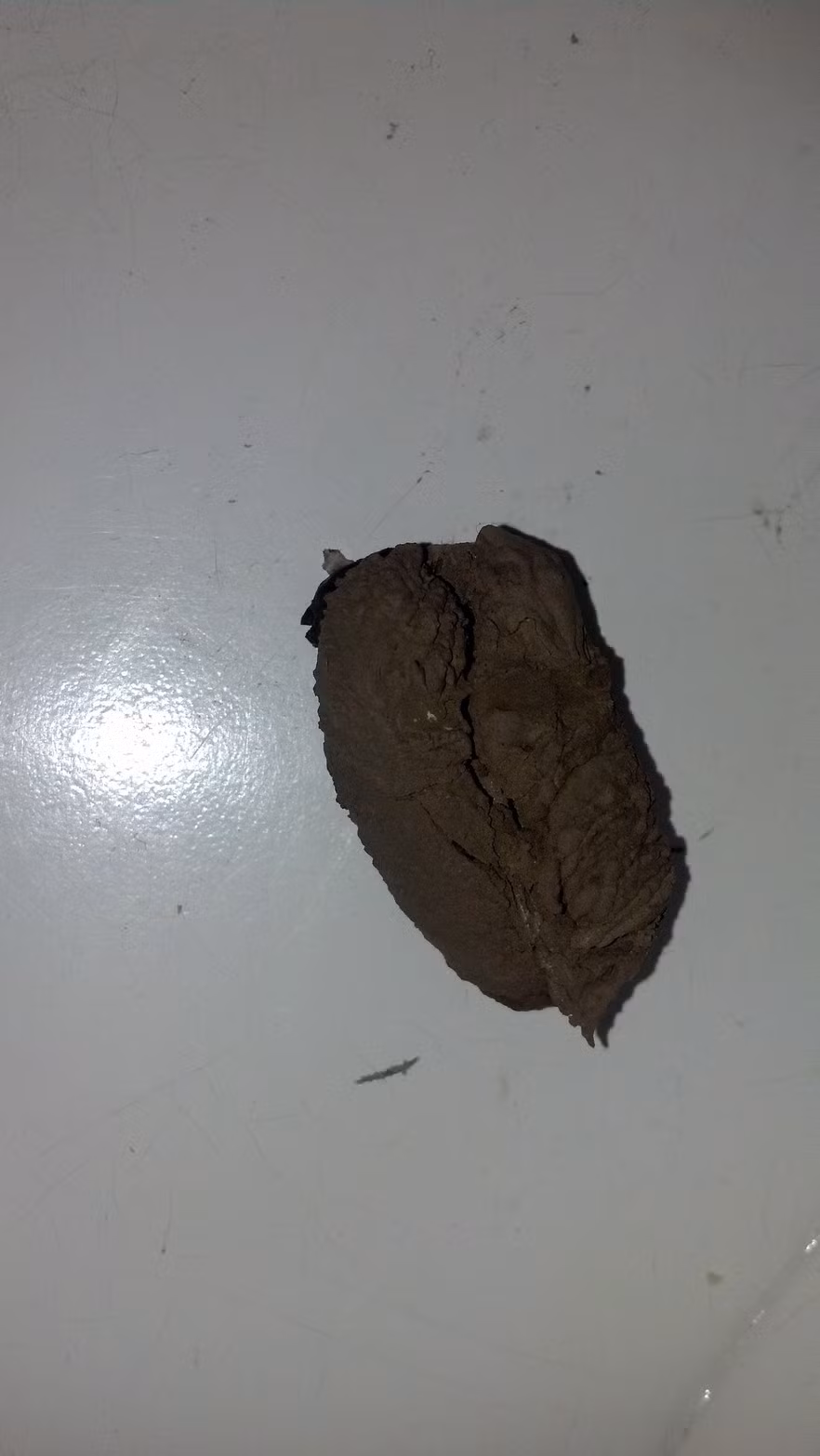 Theo thông tin đăng tải, khi nhìn thấy một lỗ hổng xuất hiện trên bức tường, có một vài con ong vẫn đi qua đi lại, chàng trai quyết định sẽ khám phá bên trong đó ẩn giấu điều gì.