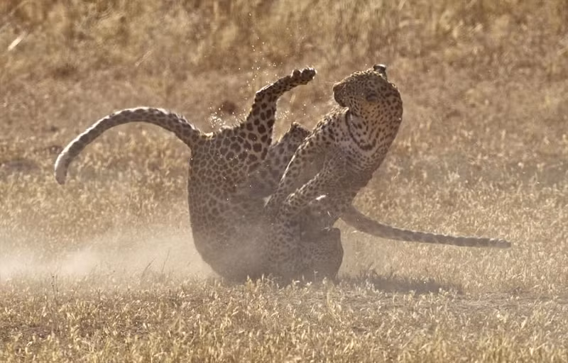 Chúng hoàn toàn không có ý định sinh tử chiến mà giống như muốn thể hiện khả năng của mình hơn.