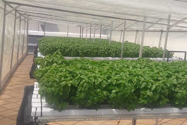 Ưu điểm nữa là trồng ngay tại thành phố, cắt giảm được thời gian và chi phí vận chuyển, mang lại những sản phẩm tươi nhất tới tay người tiêu dùng.