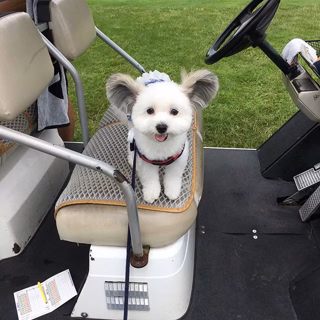 Đối với chủ nhân, Goma không chỉ là một con chó cưng thông thường mà giống như một đứa con vô cùng dễ thương, là niềm tự hào và niềm vui của cô.