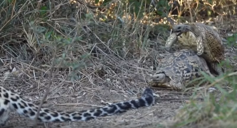 Đáng nói, sau khi di chuyển đến ngay phía sau mãnh thú họ mèo lớn, đôi rùa ưa thích cảm giác mạnh bèn dừng lại và... "yêu đương" vô cùng mặn nồng.