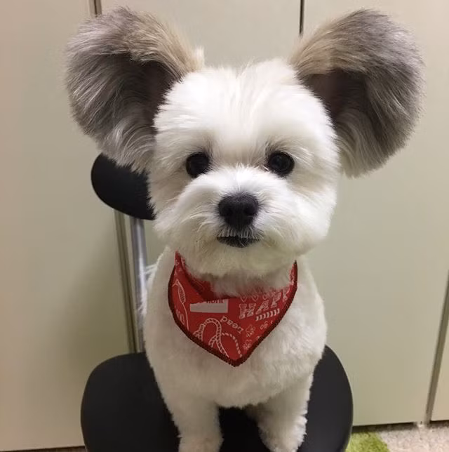 Goma nổi tiếng với vẻ ngoài siêu đáng yêu, giống như con lai giữa chó và thỏ. Bất cứ ai có dịp gặp gỡ Goma đều vô cùng ấn tượng với ngoại hình kỳ lạ của chú chó này.