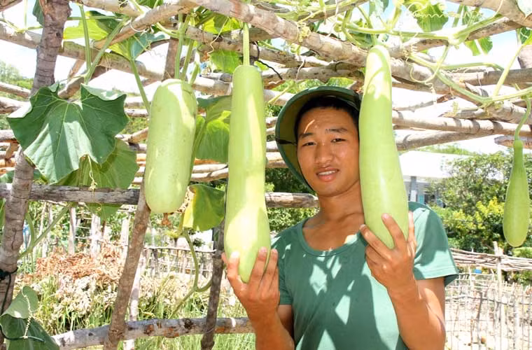 Đơn vị đã tự túc được nguồn rau xanh.