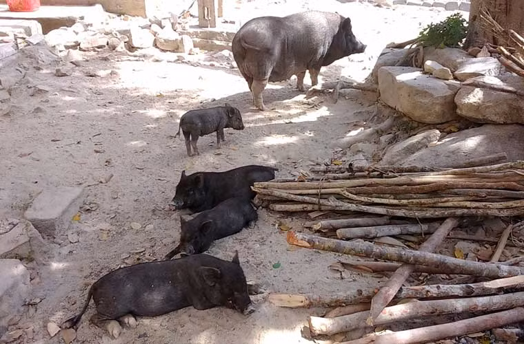 Những chú heo béo tốt được chính bàn tay các chiến sĩ đại đội 90 chăm nom.