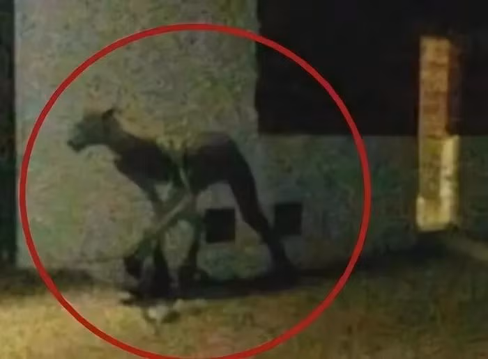 3. Con quái vật giống lạc đà ở Santa Fe, Argentina: Năm 2018, một bức ảnh mô tả một con quái vật lạc đà gây xôn xao tại Santa Fe, Argentina. Một số người tin rằng nó có thể thực sự tồn tại.