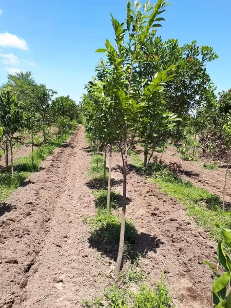 Cây Đàn hương sống ký sinh, rễ bám chặt vào rễ cây chủ hút dinh dưỡng để sinh trưởng, phát triển. 