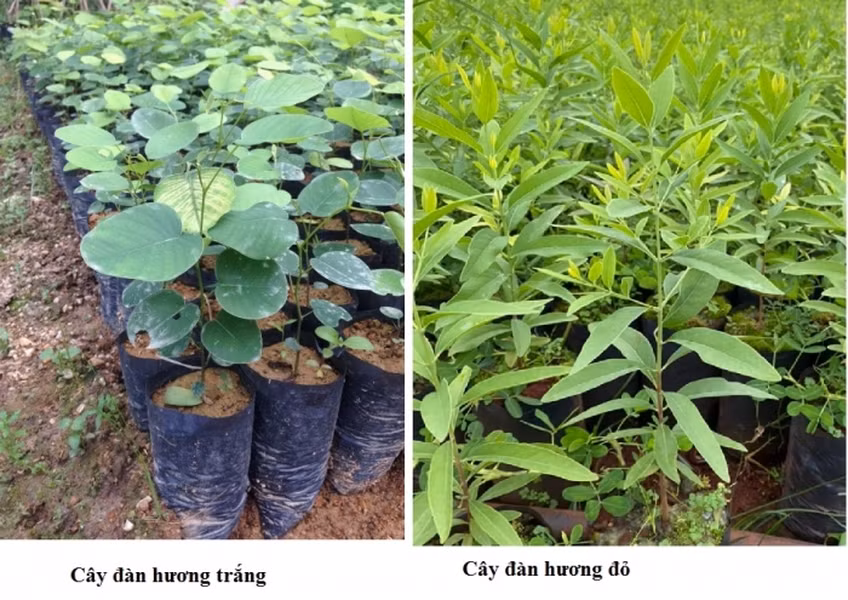 Theo tài liệu cho rằng, phải từ 10 năm trở lên cây mới trưởng thành. 