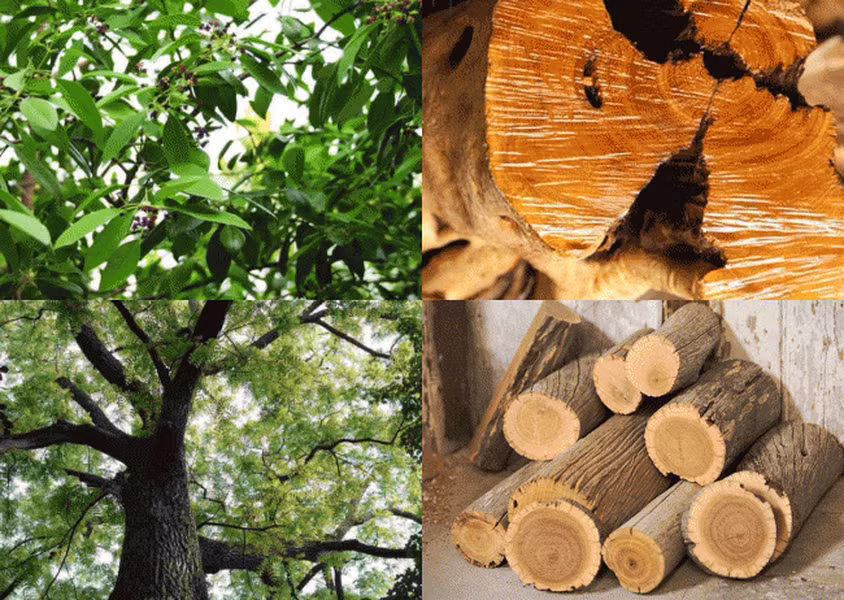  Cây Đàn hương có nguồn gốc ở Ấn Độ là một loại gỗ cực quý hiếm đã được coi là cây hoàng gia. 