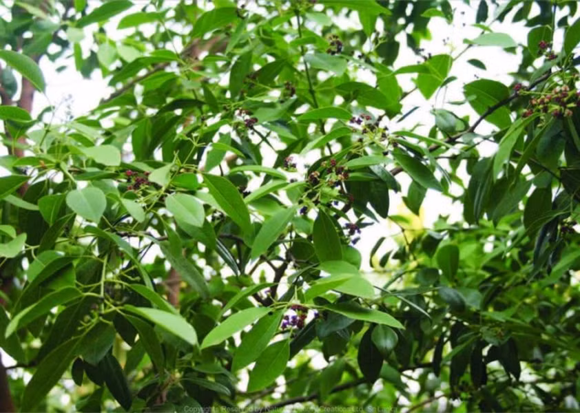 Các nghiên cứu quốc tế đã chỉ ra rằng cây Đàn hương xanh lá quanh năm, cho lượng ôxy cao gấp hơn 6 lần cây khác. 