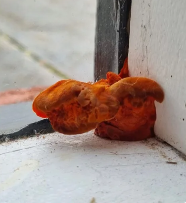 Tuy nhiên, người phụ nữ hoang mang và bày tỏ sự lo lắng.