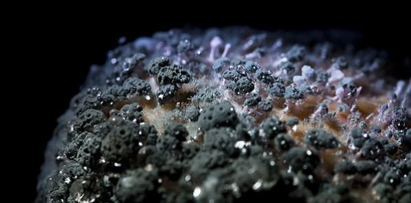 Loại nấm này có thể phát triển nhanh chóng khi độ ẩm cao và có thể gây hại cho ngôi nhà và sức khỏe con người nếu không được kiểm soát.