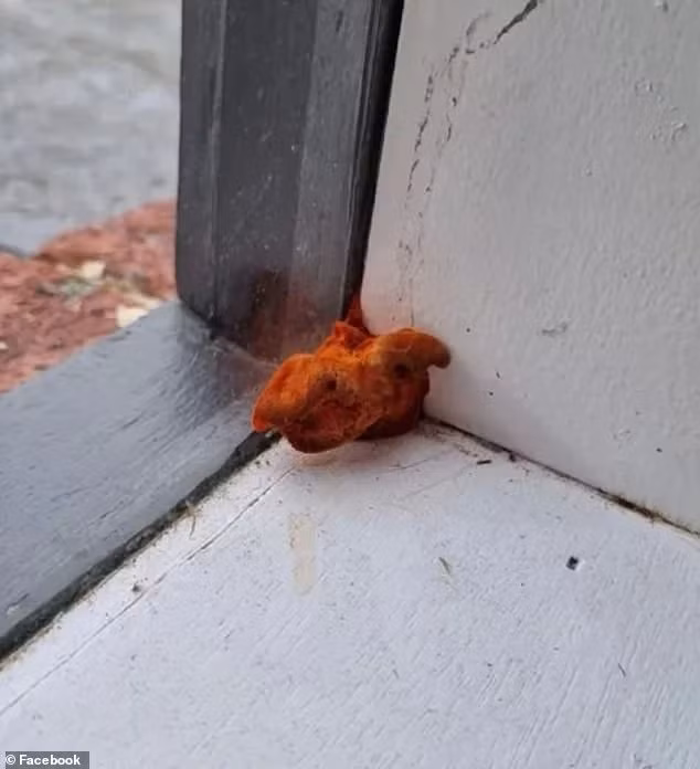 Một người phụ nữ ở Australia đã phát hiện một vật thể lạ màu cam với hình dáng kỳ lạ trông như " quái vật" bắt đầu mọc lên bên trong căn nhà thuê của cô.