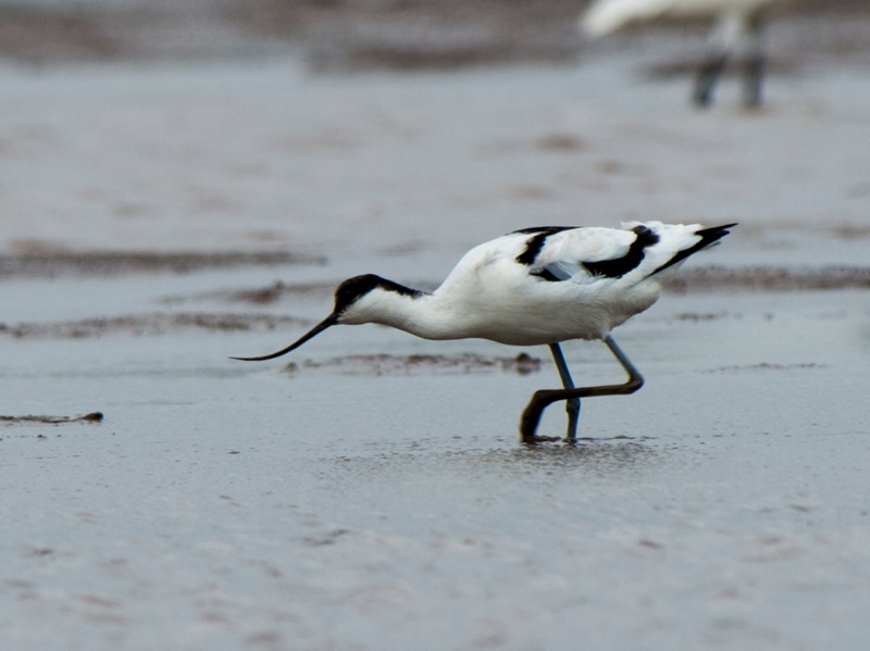 6. Cà kheo mỏ cong: Loài chim này có mỏ dài và cong, thường kiếm ăn ở các vùng nước nông như ao, hồ, bãi triều ven biển và sông lớn.