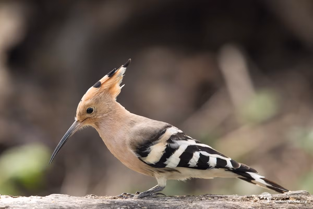 5. Đầu rìu: Loài chim nhỏ này có bộ lông đầy màu sắc, đặc biệt ở phần cổ, đầu và mào, tạo nên tên gọi độc đáo của chúng.