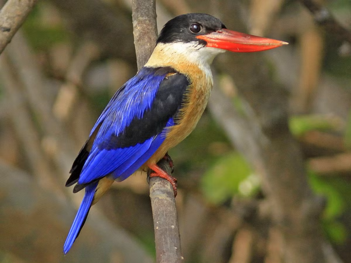 4. Sả mỏ rộng: Đây là loài chim săn mồi với mỏ dài và rộng, thường sống trong khu rừng nguyên sinh của Việt Nam.