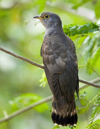 2. Chim bắt cô trói cột: Loài chim này có tiếng kêu giống với cái tên của nó, phân bố rộng rãi trên khắp Việt Nam. Chúng có bộ lông sáng và đôi mắt viền vàng, thường ký sinh trứng vào tổ của loài khác.