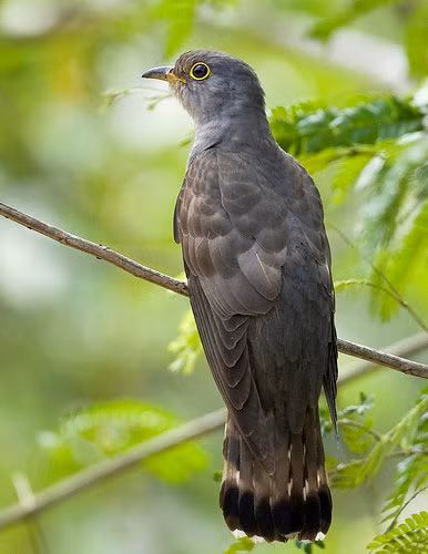 2. Chim bắt cô trói cột: Loài chim này có tiếng kêu giống với cái tên của nó, phân bố rộng rãi trên khắp Việt Nam. Chúng có bộ lông sáng và đôi mắt viền vàng, thường ký sinh trứng vào tổ của loài khác.
