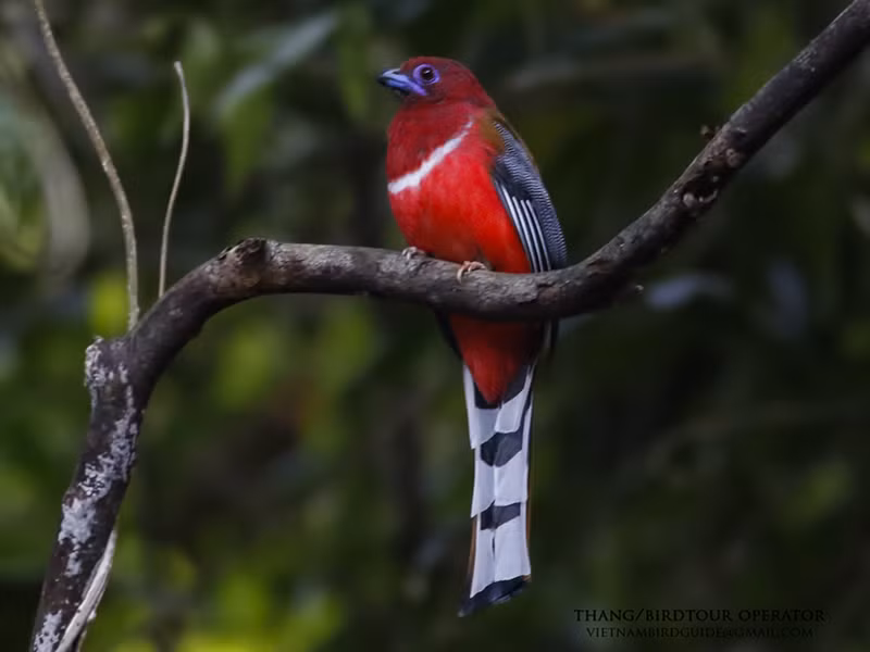 3. Nuốc bụng đỏ: Loài chim này có bộ lông nâu và bụng đỏ đặc trưng. Chúng phân bố ở độ cao từ 50 đến 2.600m và sống trong các vùng rừng trên toàn quốc.