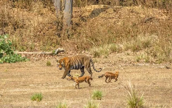Mặc dù có kích thước nhỏ hơn so với hổ và báo, nhưng chó hoang châu Á có khả năng tạo ra sự đe dọa đối với những con thú mạnh mẽ hơn.